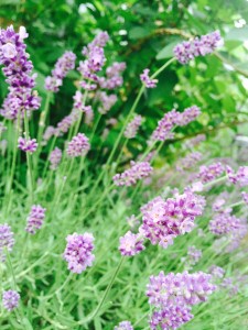 lavender-uses